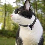 Best 3 Pet Collar Camera For Cats & Dogs In 2020 Reviews