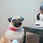 Best 5 Dog Home Camera To Watch Dog At Home In 2020 Reviews