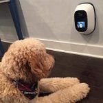 Best 5 2-way Video Pet Cameras To Pick From In 2020 Reviews