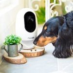 Best 5 Dog Camera And Treat Dispenser To Get In 2020 Reviews