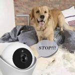 Best 5 Indoor Camera For Watching Your Pets In 2020 Reviews