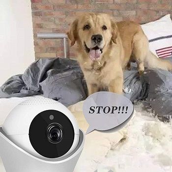 indoor-pet-camera